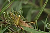leather-colored_bird grasshopper_schistocerca_obscura.jpg